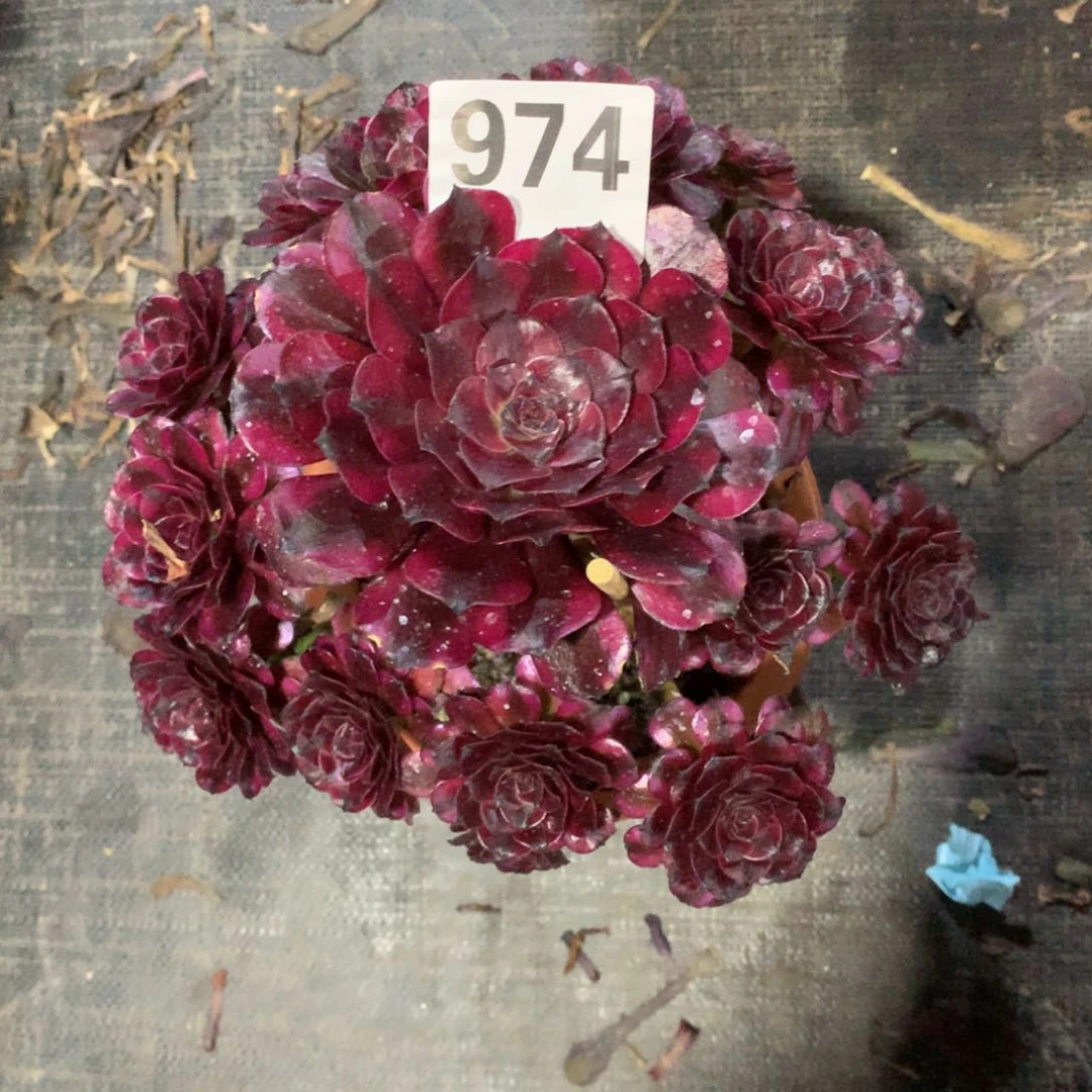 美肌974法师多肉植物