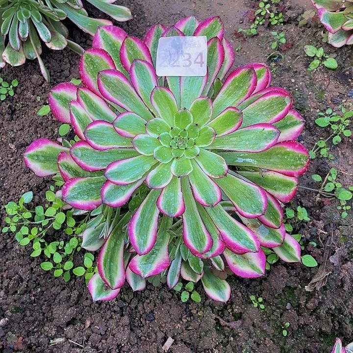 234红铜多肉植物