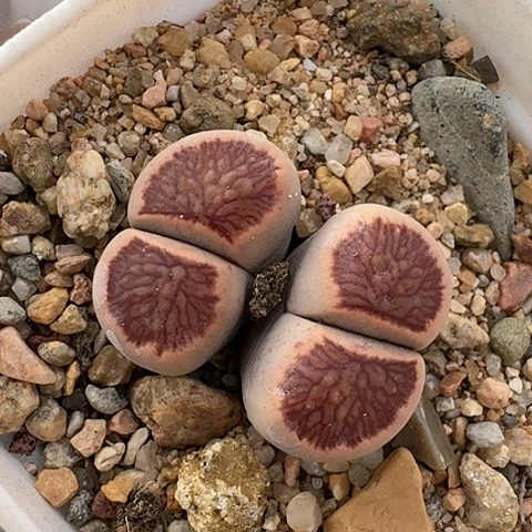 3303，菊红窗母本带盆土发货