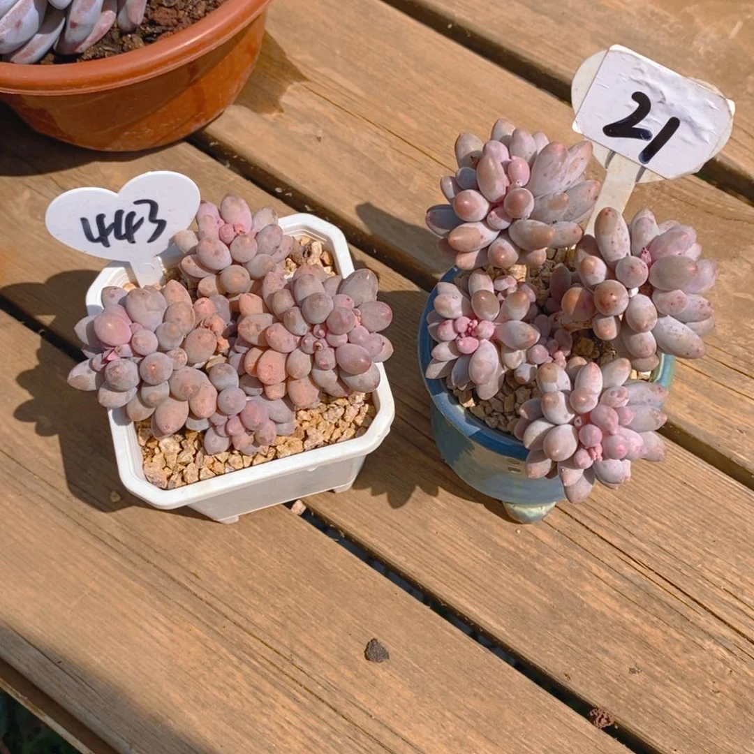 独***.婴儿手指群2颗