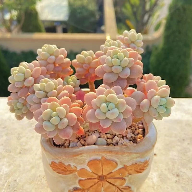 【满9.9包邮】韩版达芙妮6.5㎝盆多肉植物阳台办公室花卉