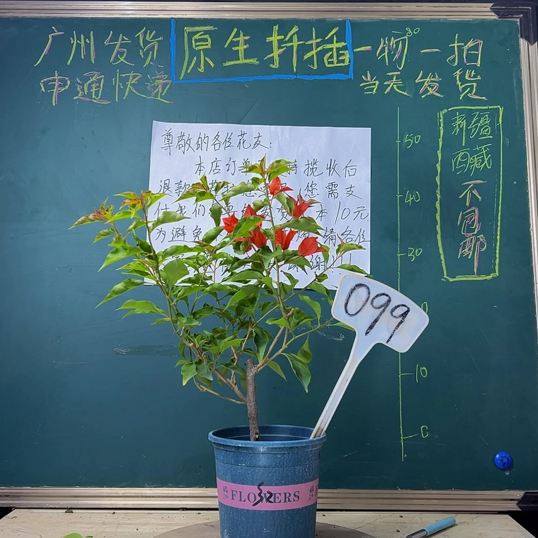 当前无花栽培后可以开花下播 热火桑巴 099