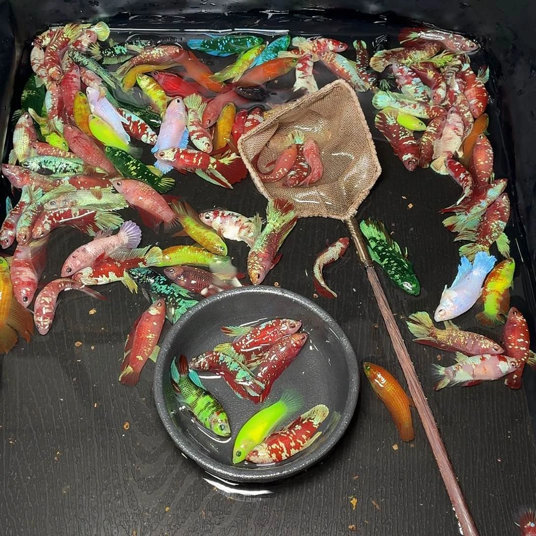 斗鱼6只母鱼混搭一起