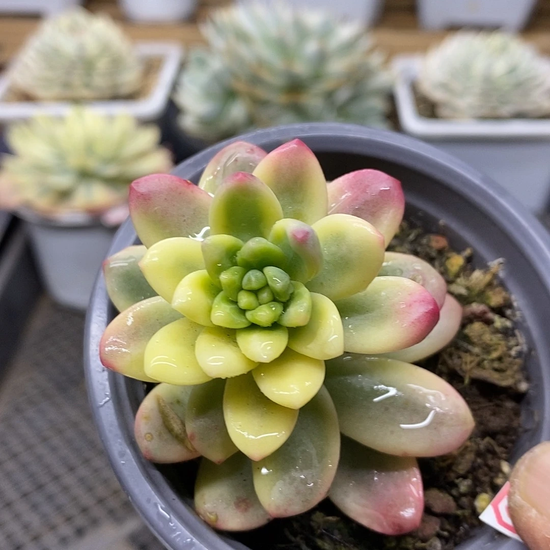 2378 香奈尔覆轮锦