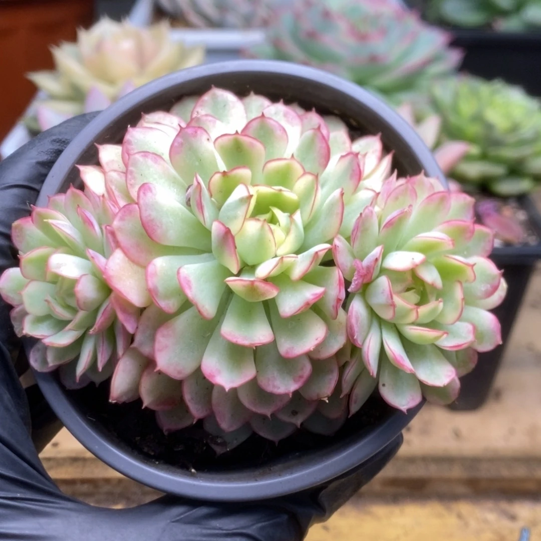 190黄覆轮梦幻玫瑰锦