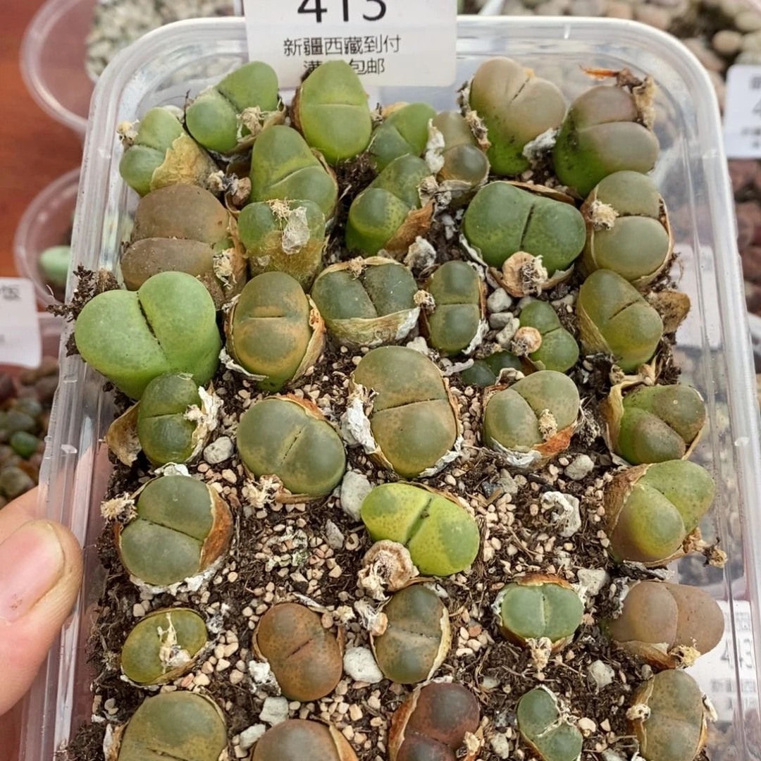 感谢您的支持，00413