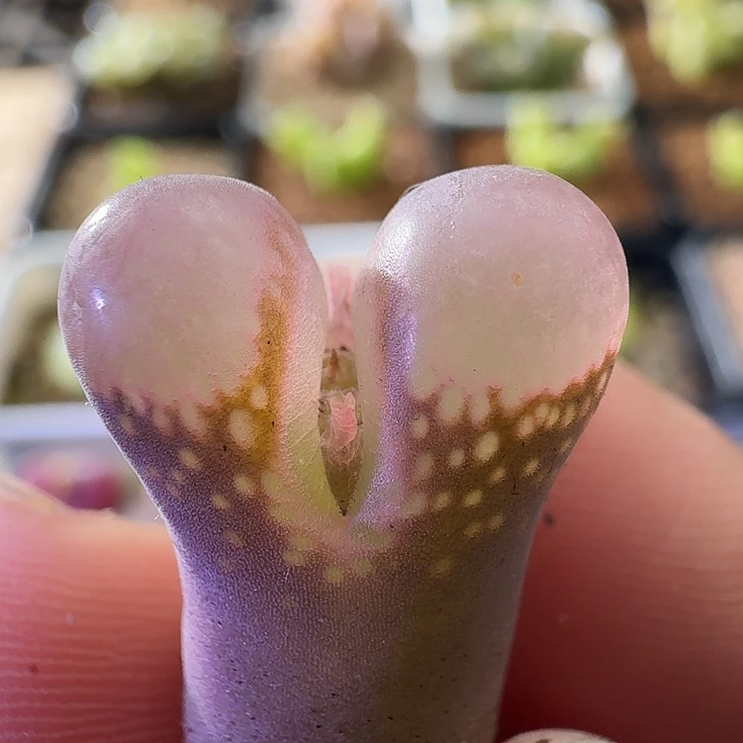风铃玉肉锥植物158