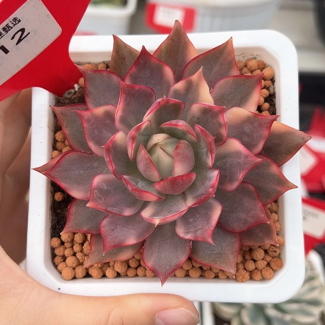 12号宝莲灯锦多肉植物
