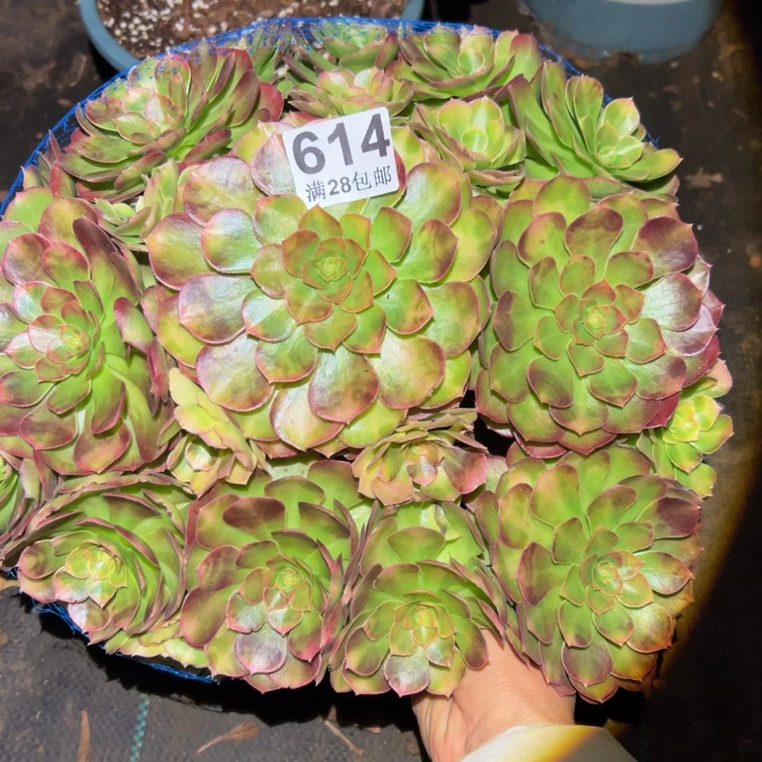 多肉植物614雨河的