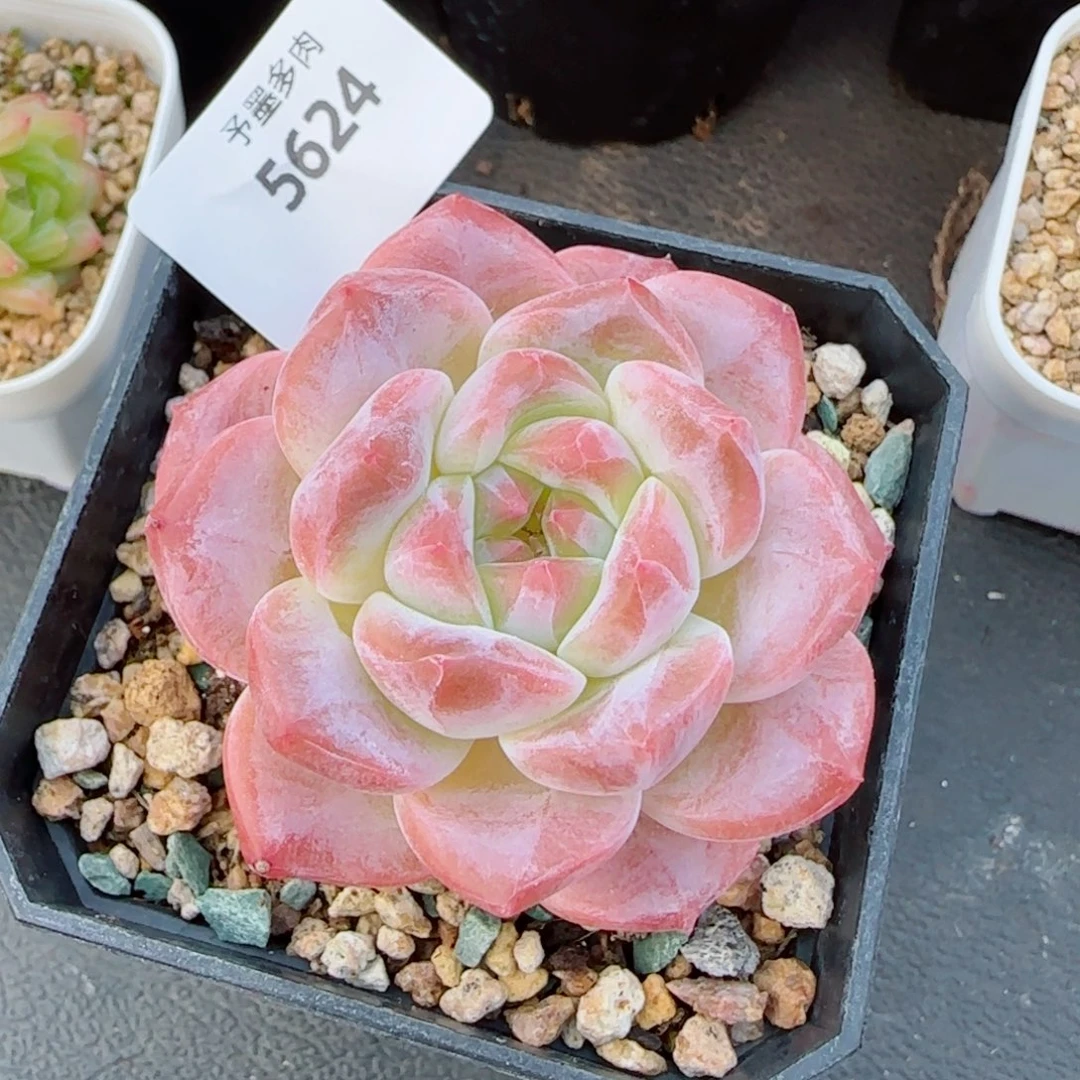 雪塔，5624多肉植物
