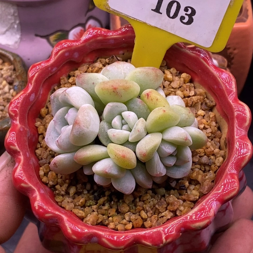 1103精控小脸冰玉6头手捧群