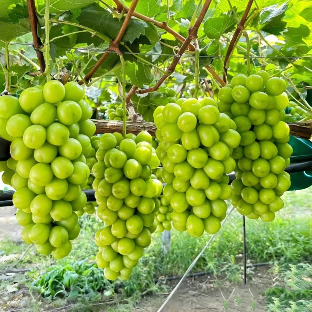 阳光玫瑰晴王夏黑葡萄树苖妮娜皇后盆栽蓝宝石葡萄苗南方北方种植