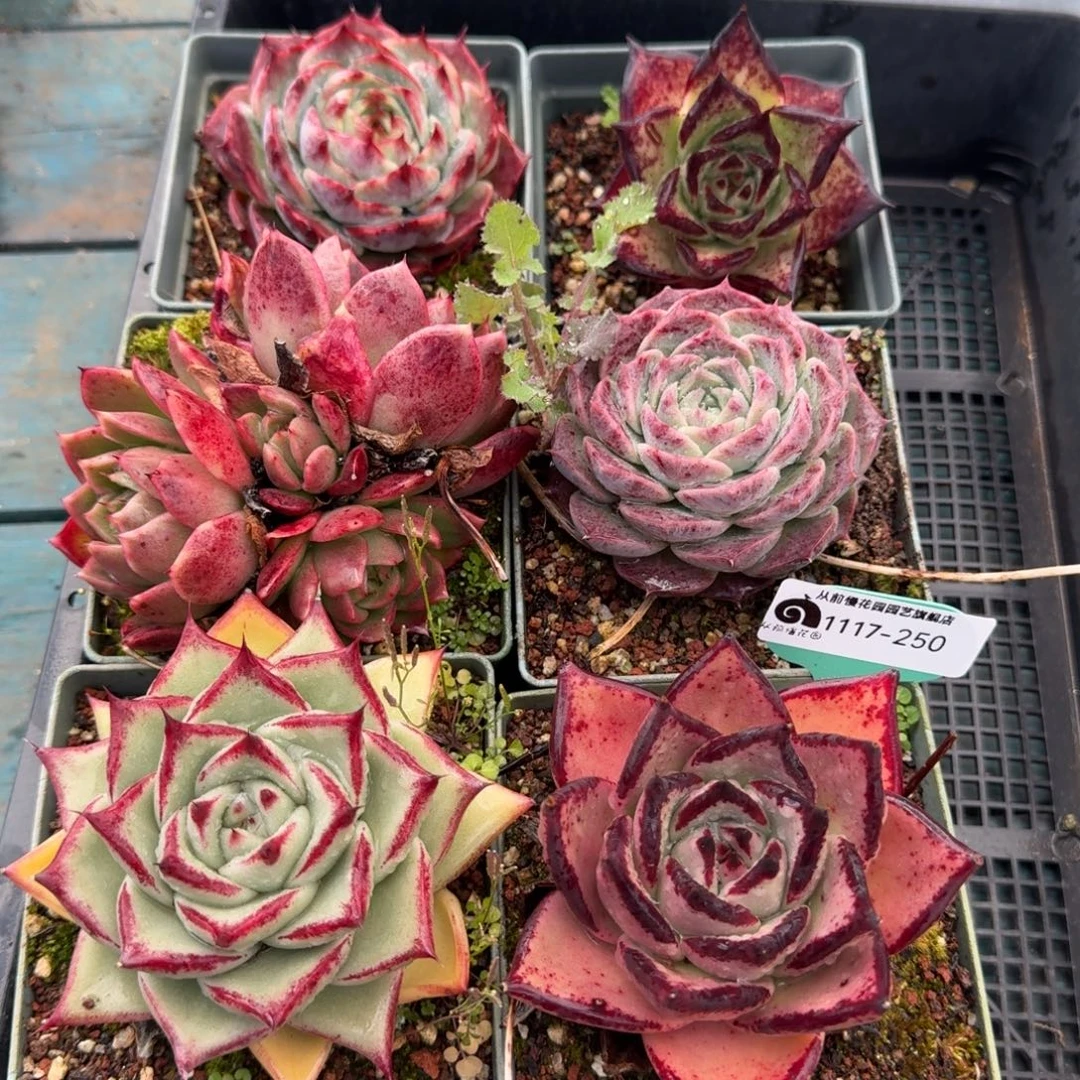 从前慢多肉精选编号1117.250