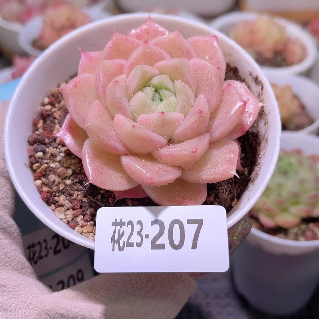 花利美23-207麦秆