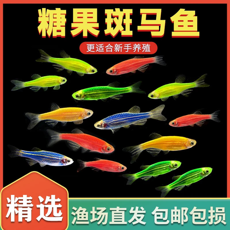 斑马鱼【新手套餐鱼】小鱼观赏鱼好养耐活