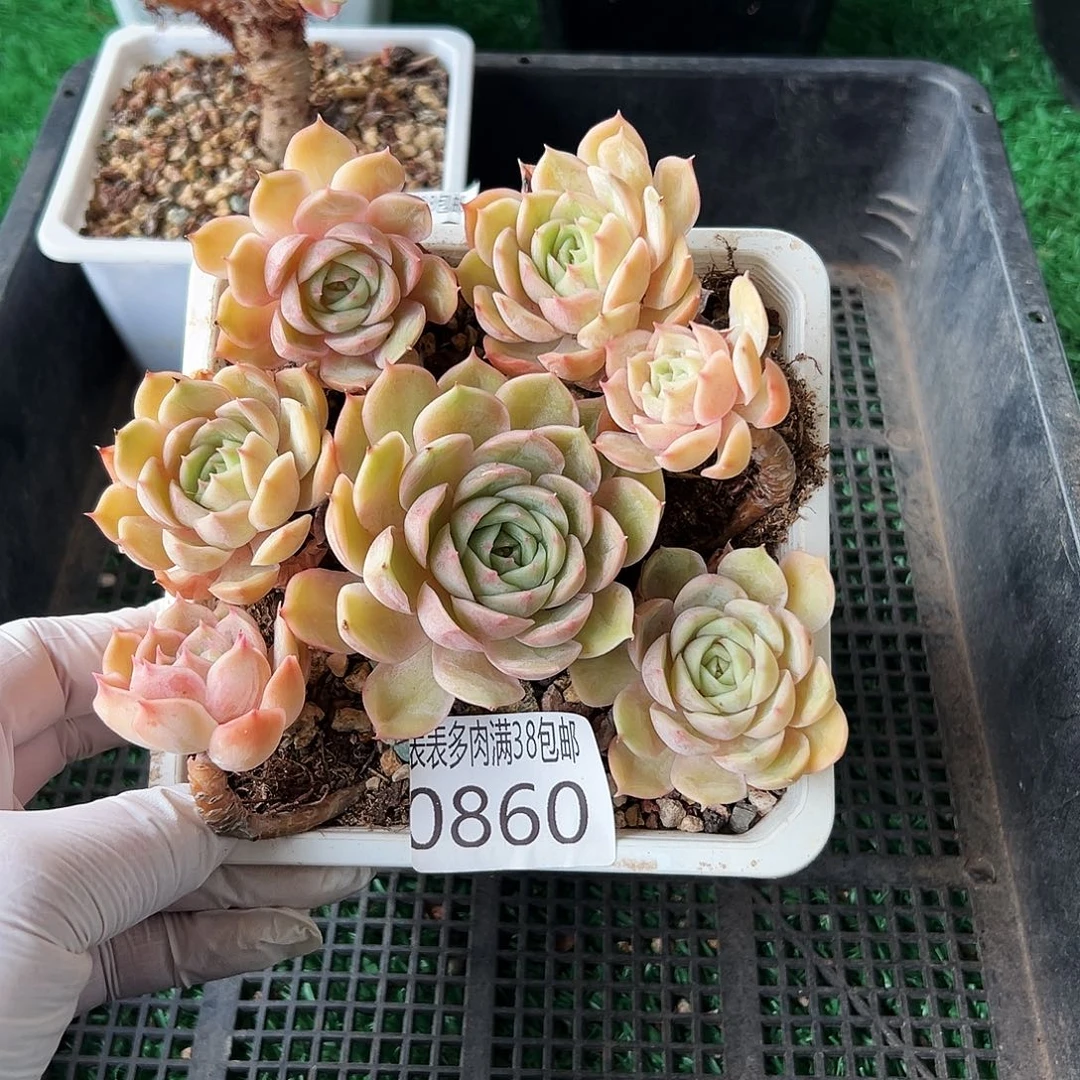 无花朵多肉一物一拍植物0860