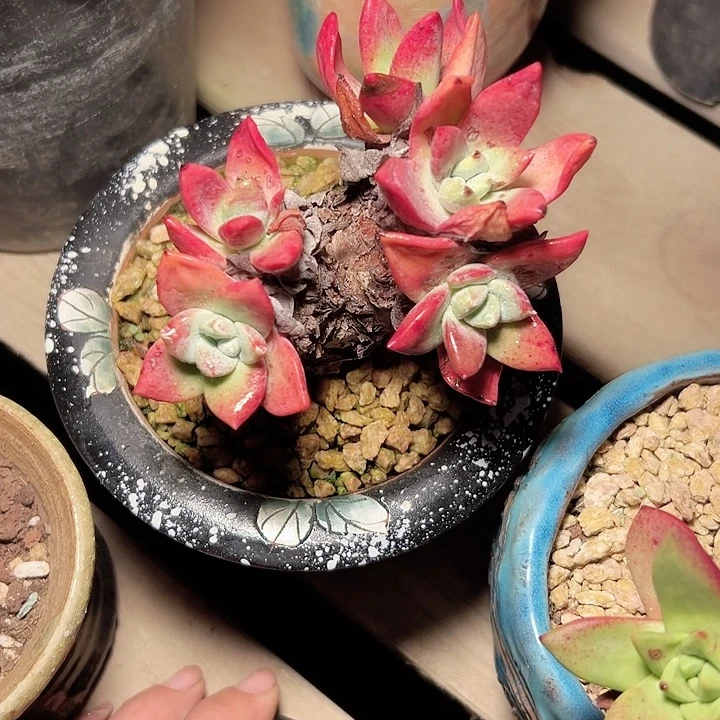 P*Z小鹿多肉一物一拍999