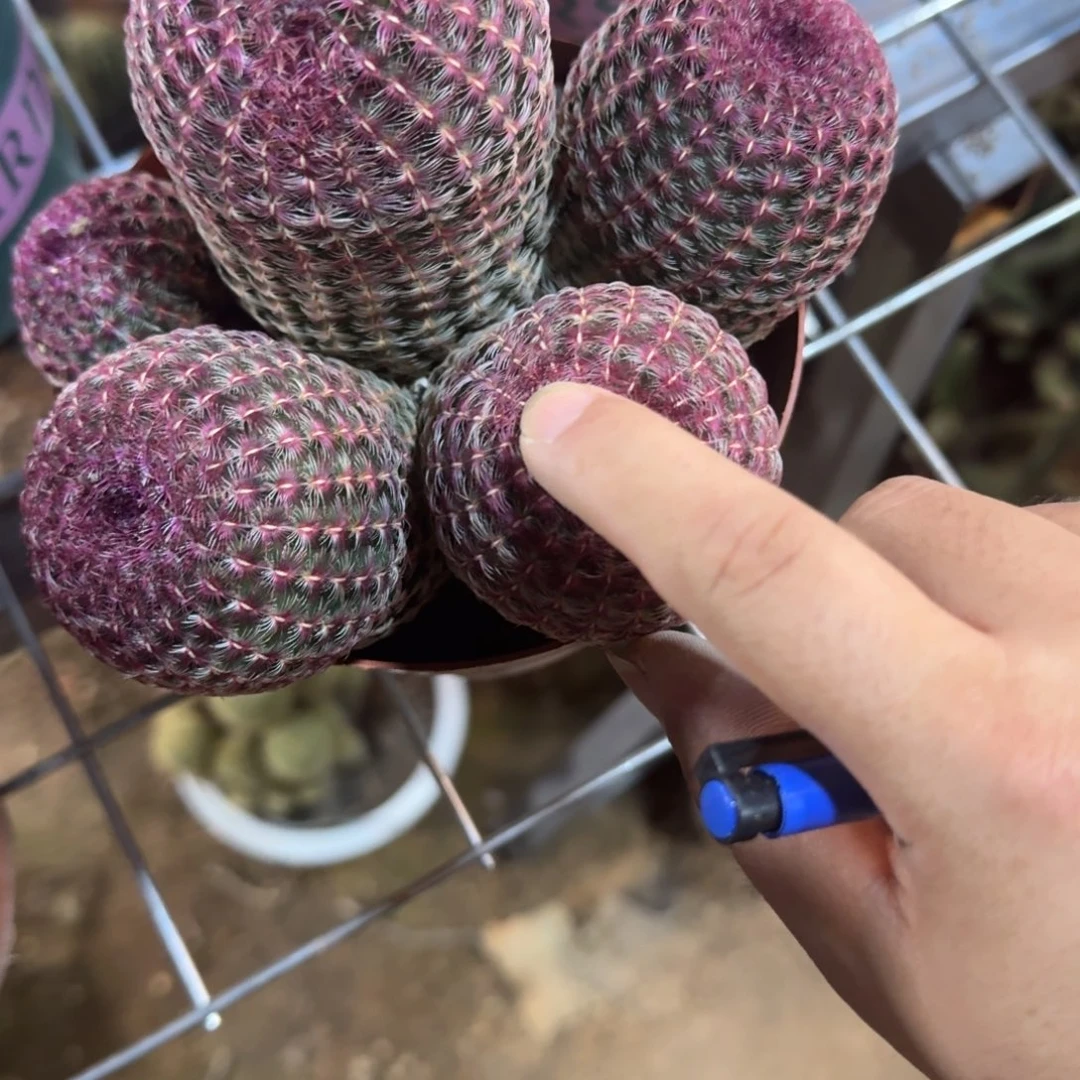 吴****瑕疵。