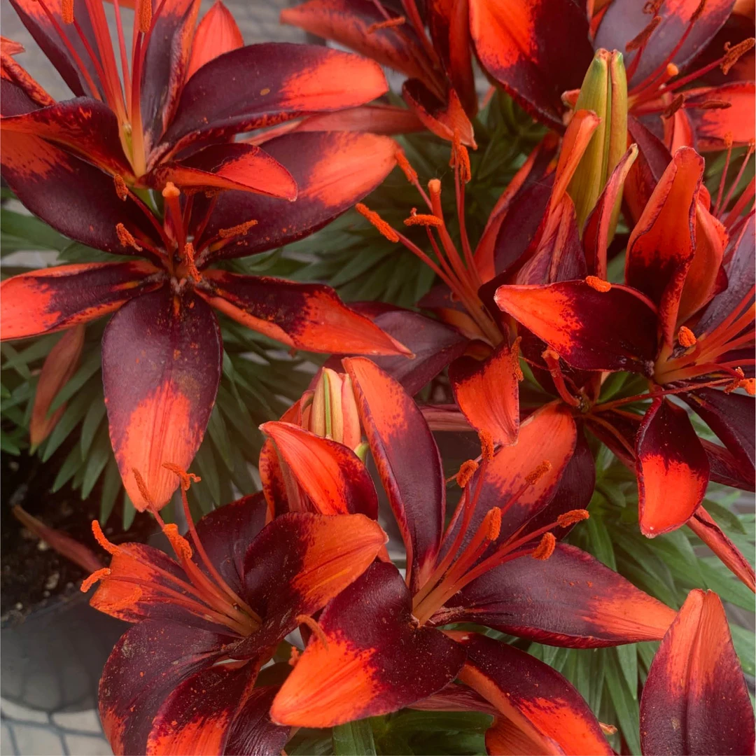 乔乔花屋 1球小情书14/16cm亚洲系列单瓣矮化 不带盆土包邮现货