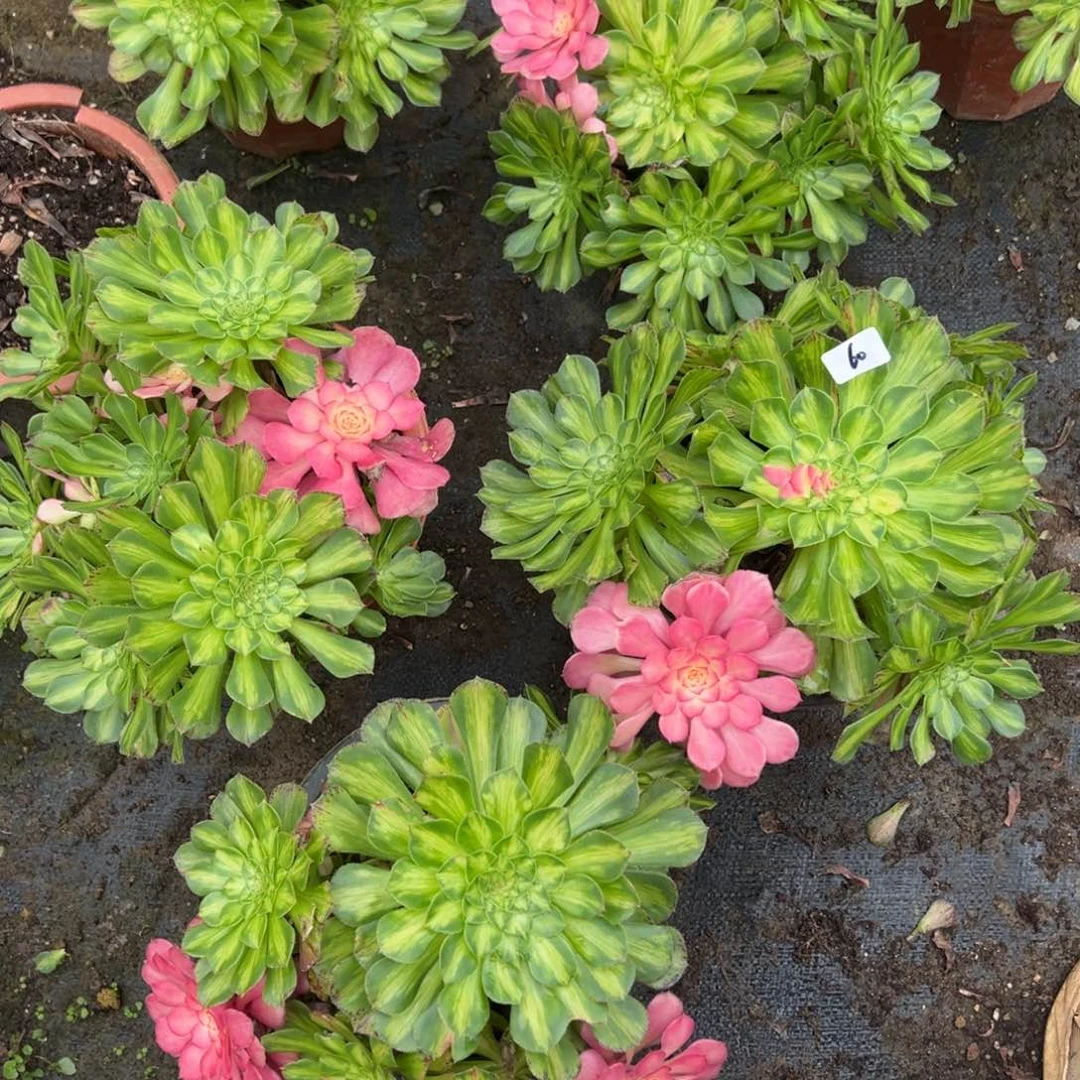 60知否桩一颗25多肉系