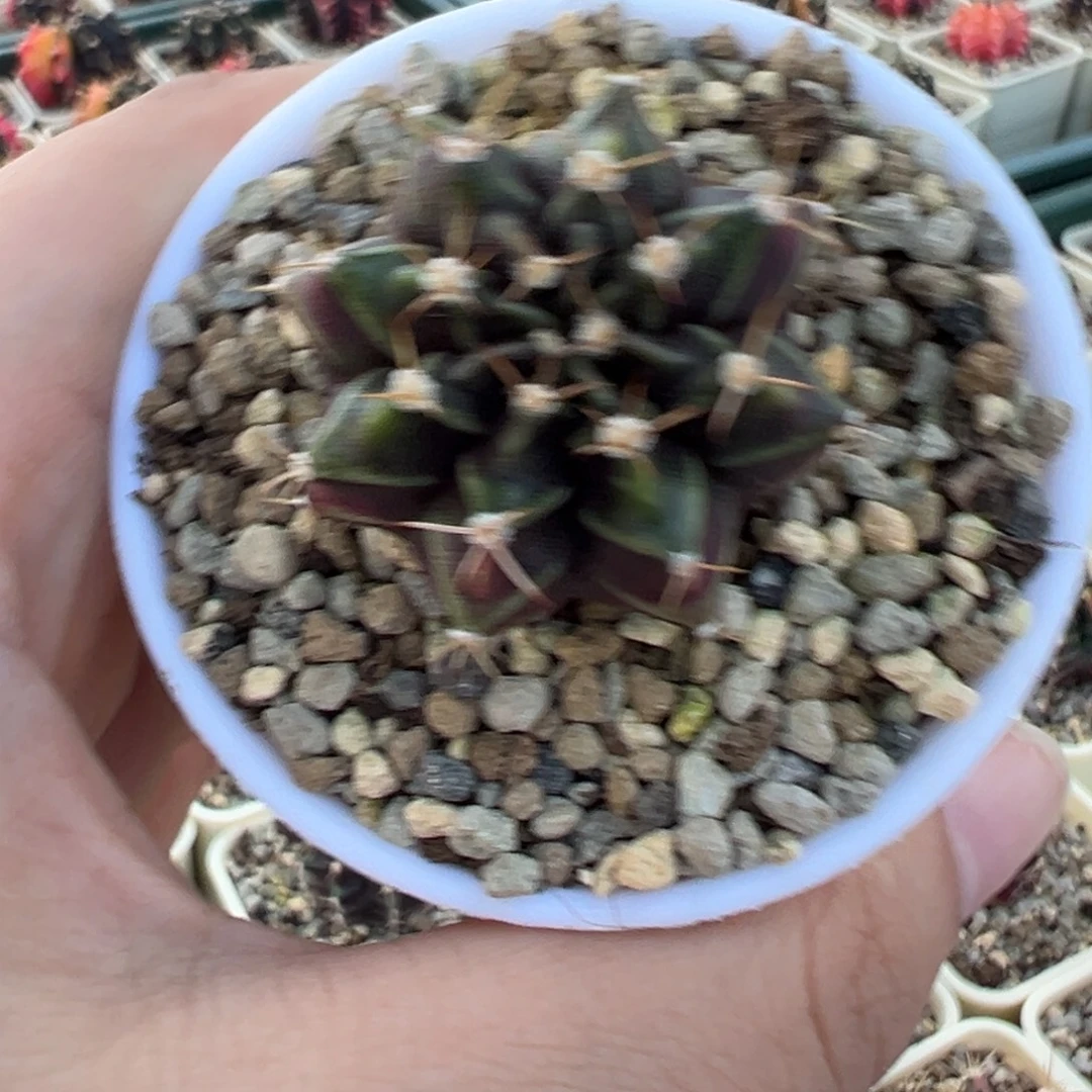 297 好看的米哈冲冲冲