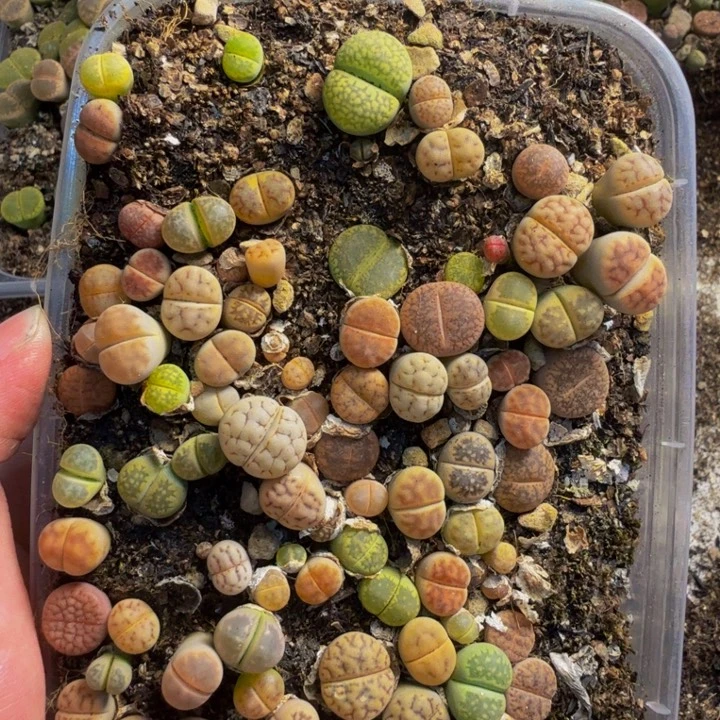 桃***逃多肉植物的生长发育19