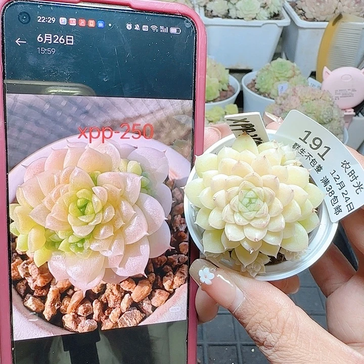 1224-191xpp-250麦杆