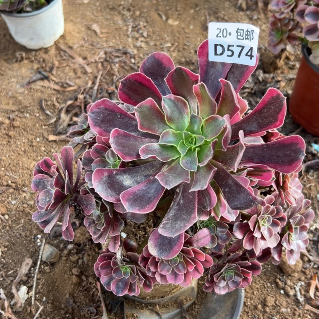 574美杜莎，多肉法师