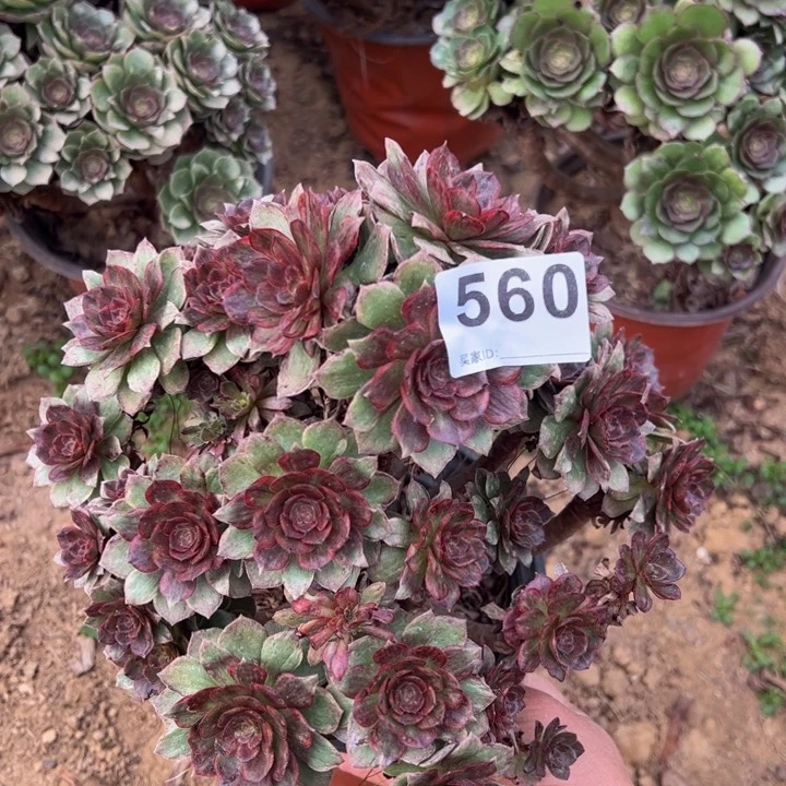 红霞砍头多肉植物560