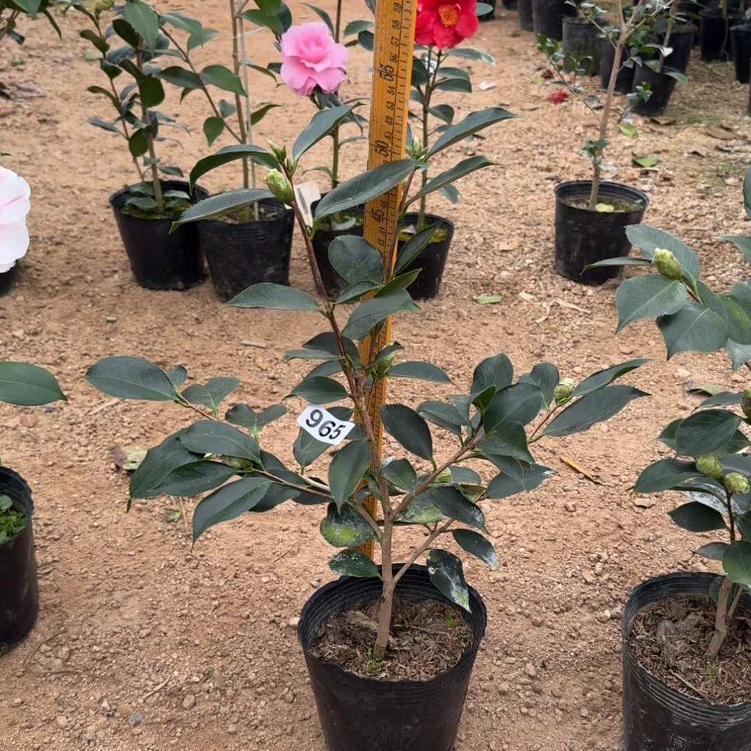 少量花朵（建议范围：2朵-5朵 或40%以下）965赛牡丹