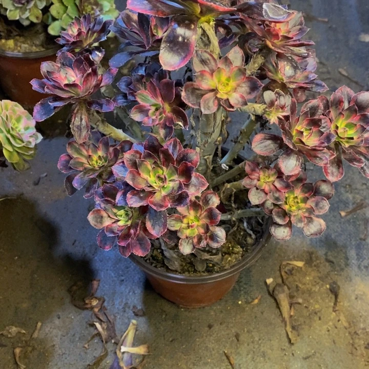 香奈儿多肉断头不包1281