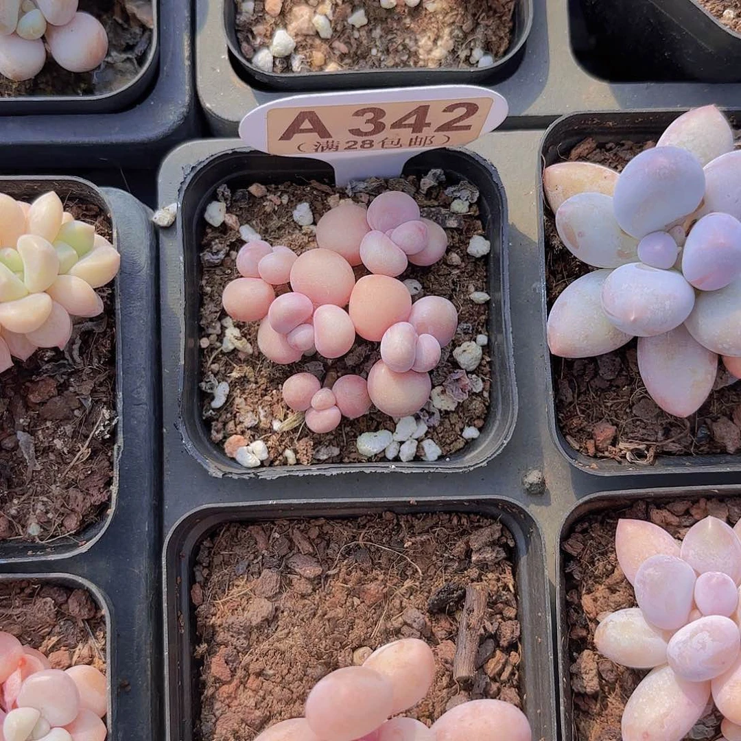 A****?A342丸叶糖果桃蛋一物一拍