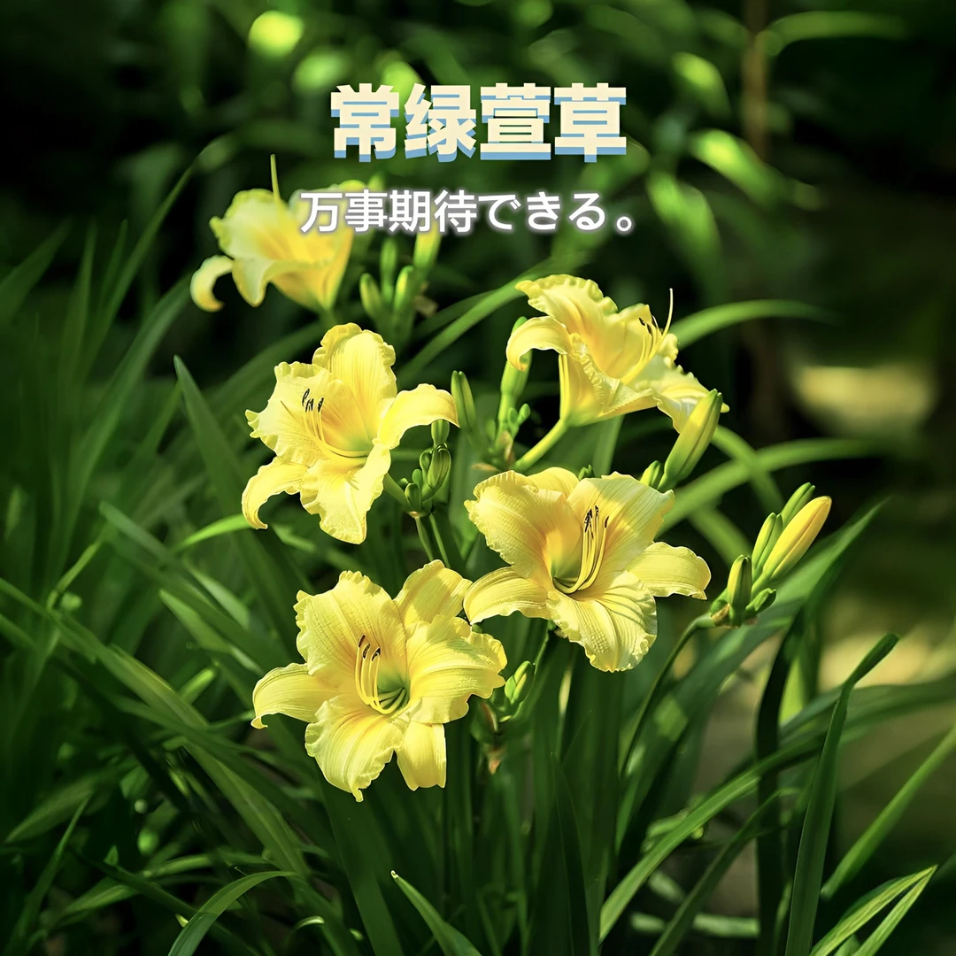大花/常绿萱草花苗多年生耐寒宿根花卉适合阳台庭院盆栽，苗圃直发