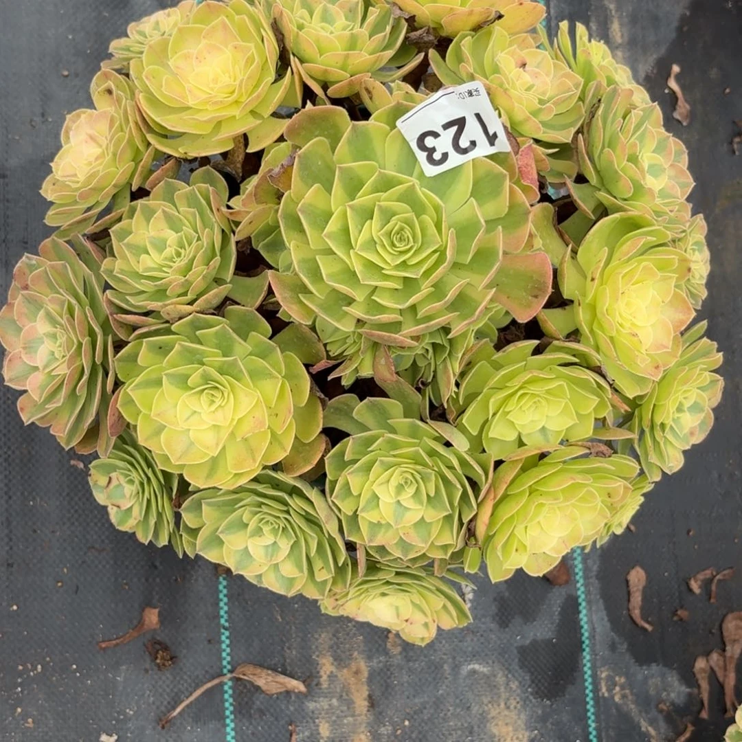 无***无123大雨河多肉植物发货