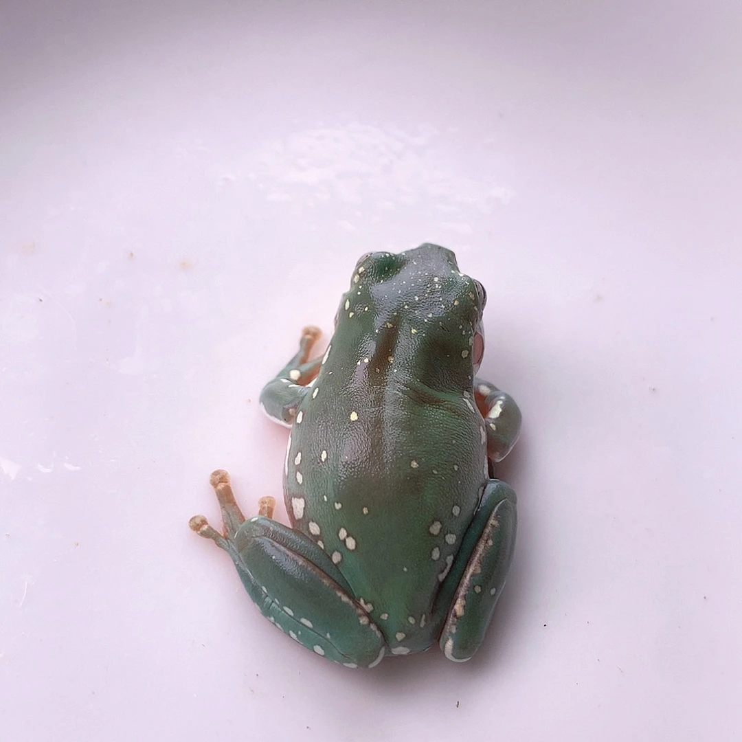 老爷树蛙大花脸福漏！秒杀