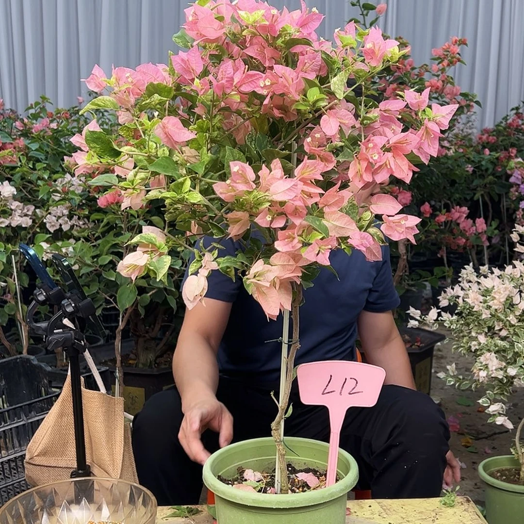 果***儿大部分花苞少量开放L12斑叶米罗