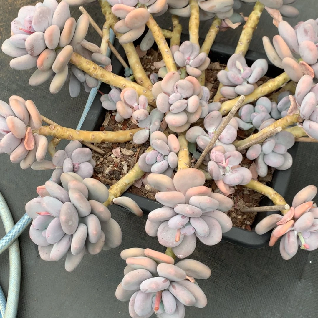 大叶奶00000000000