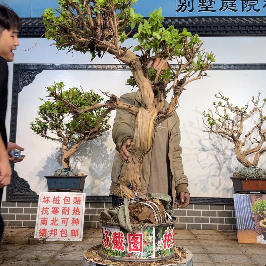 无花朵金银花开花188889999
