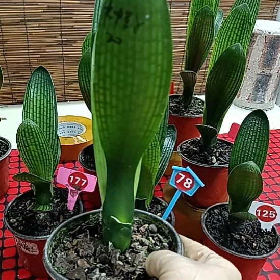当前无花栽培后可以开花