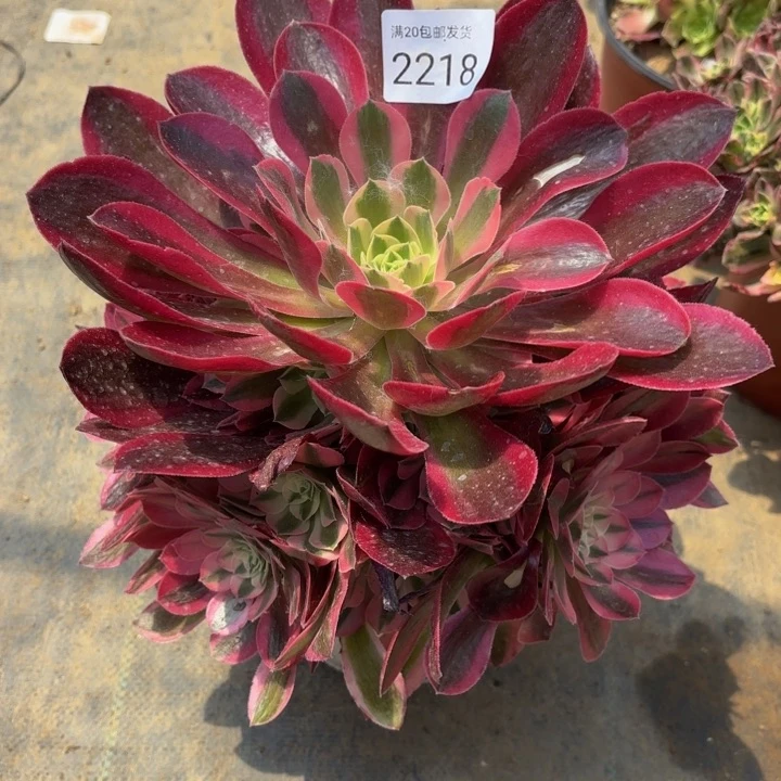 粉女巫多肉处理不包断头2218