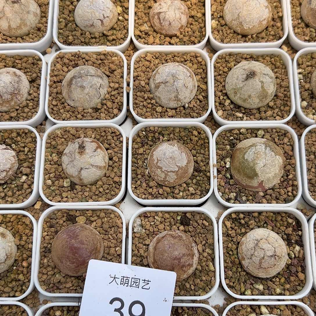 000039量拍大灯泡1颗尺寸不低于2.0脱土发