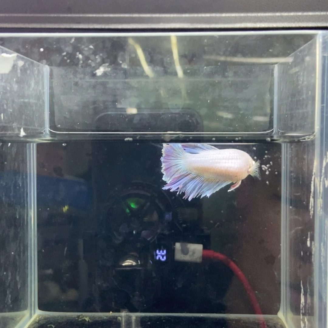 斗鱼包活不包损所见即所得047