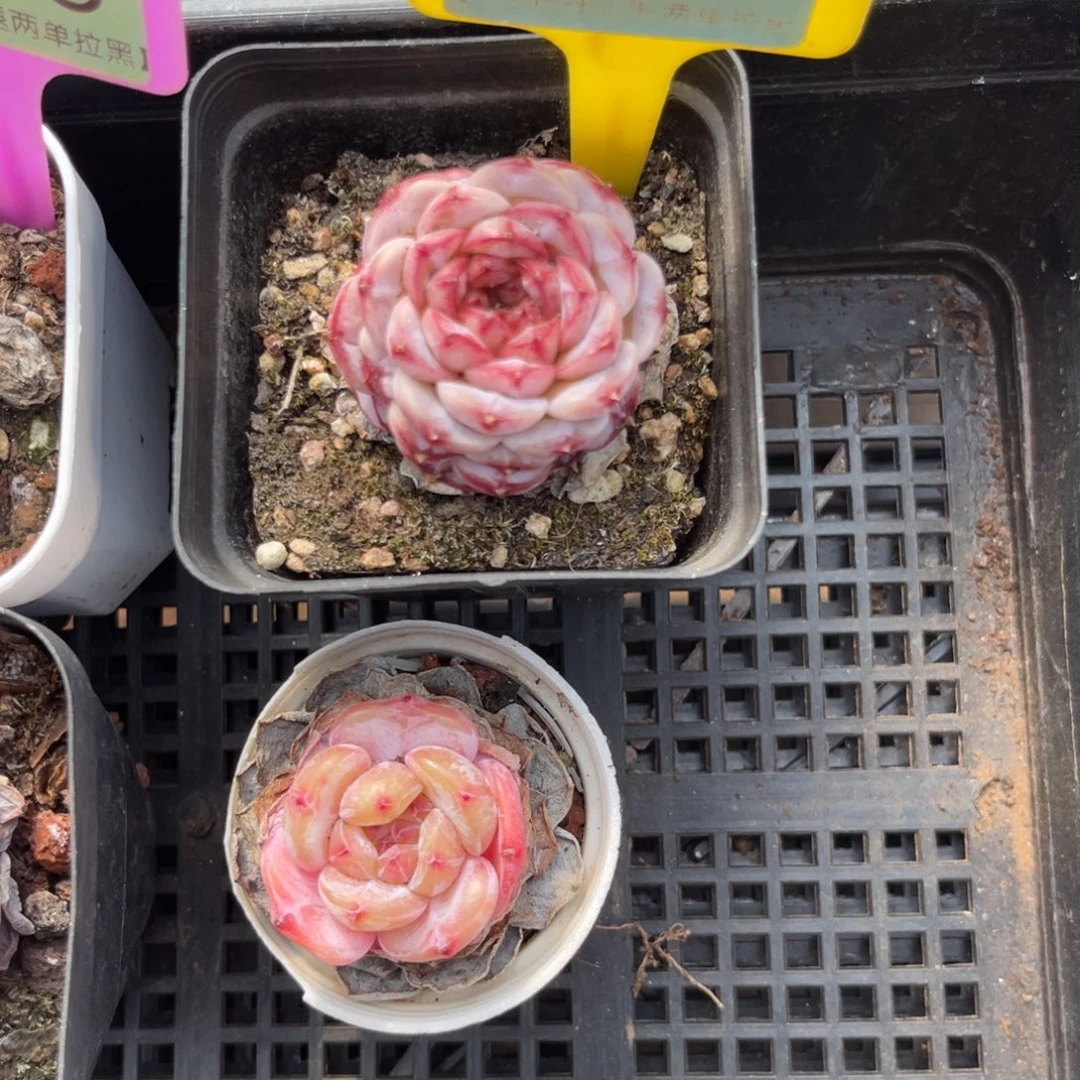 云尘多肉一物一拍1117