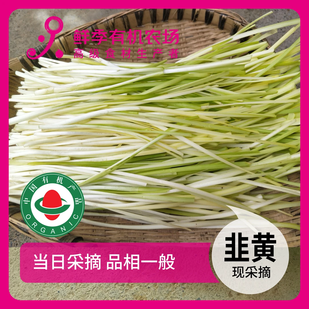 鲜季全自产 有机韭黄 300克 现采摘 顺丰空运