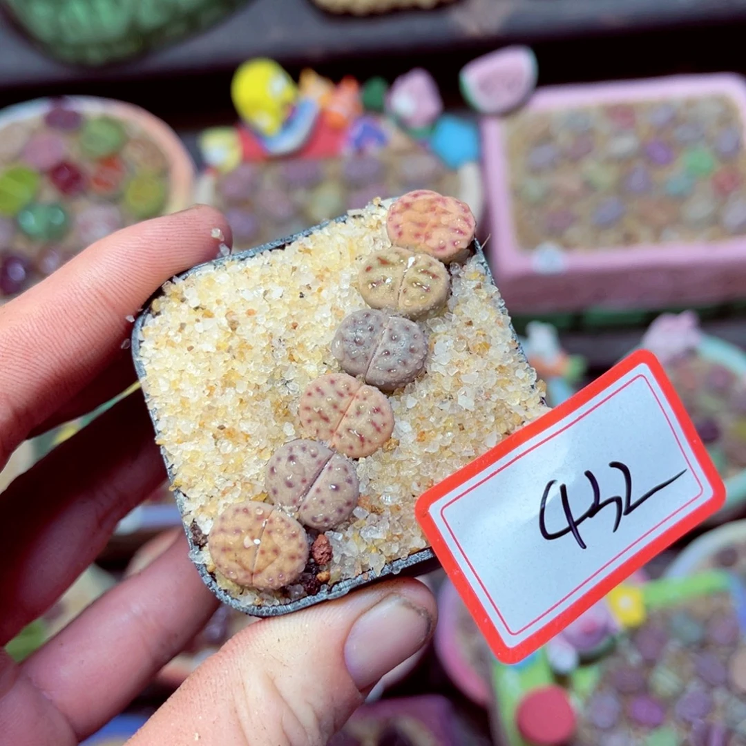 432生石花带盆发1