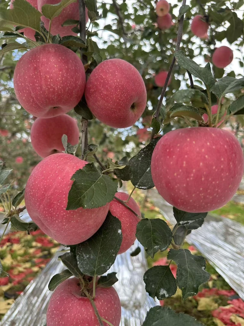 陕西洛川全红富士苹果新鲜脆甜多汁皮薄肉厚产地直发