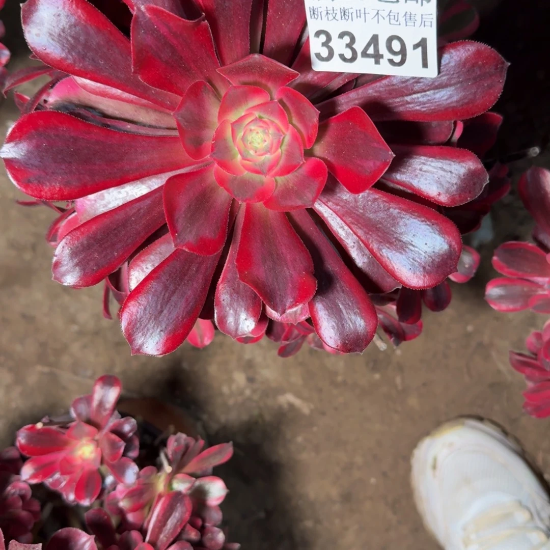 33491美杜莎多肉植物