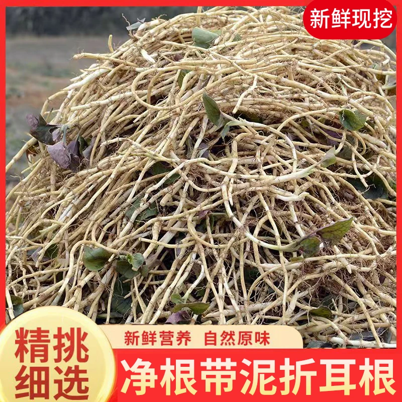 1斤-5斤贵州食用新鲜折耳根现挖带泥凉拌即食贵州特产节节根节儿