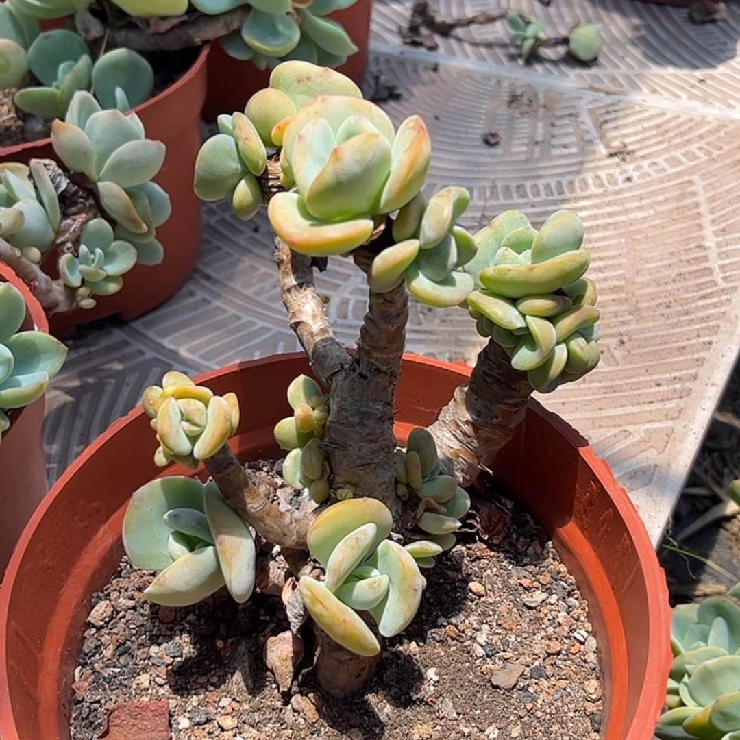 【闪购商品】无花朵莫*
