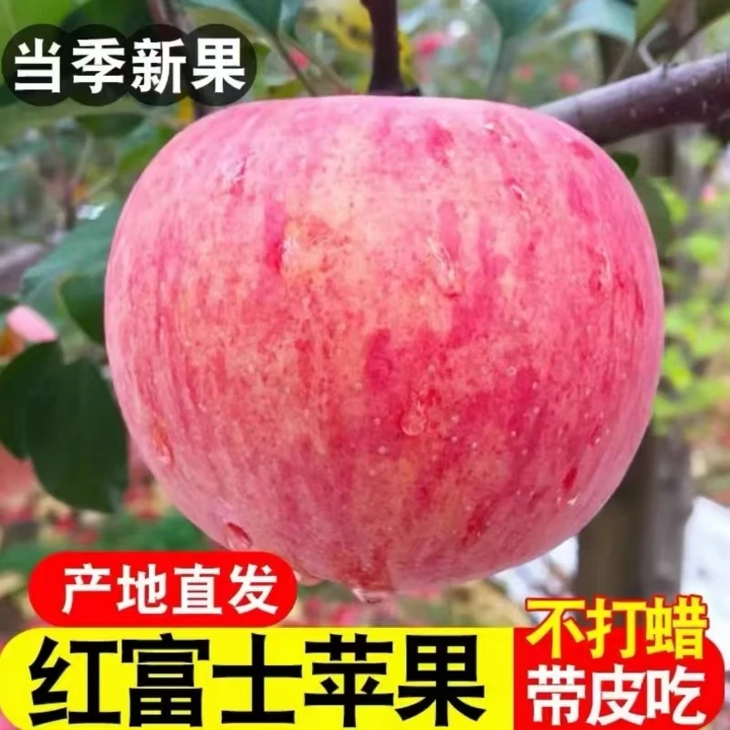 正宗红富士苹果皮薄肉厚脆甜可口现摘现采产地直发